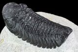 Detailed Austerops Trilobite - Nice Eye Facets #108484-2